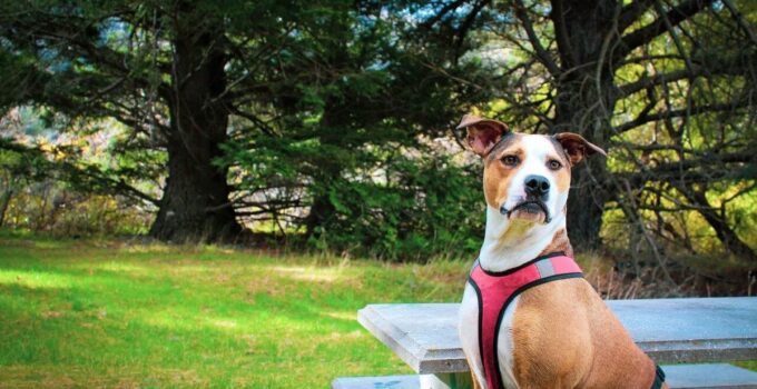 Top 10 Dog Harnesses for Easier Walking